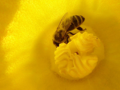July 31, 2007Extra-Golden Honey
