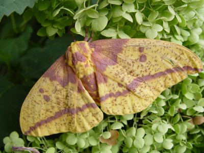 July 31, 2008Imperial Moth