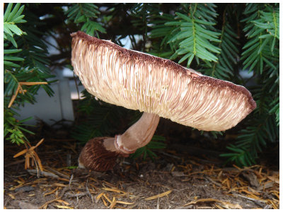 July 30, 2006Magical Mushroom