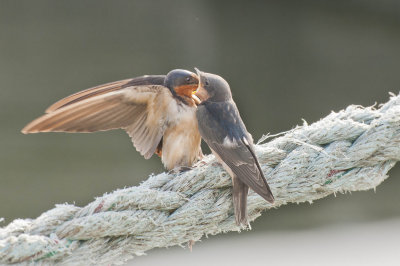 barnswallow_fledgelings