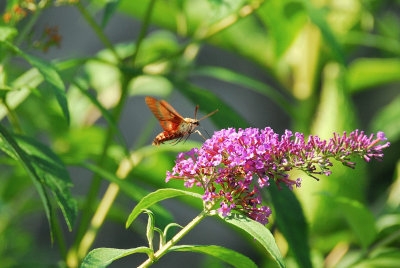 Hummingbird moth.jpg
