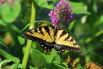 Yellow Swallowtail.jpg