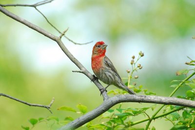 House Finch.jpg