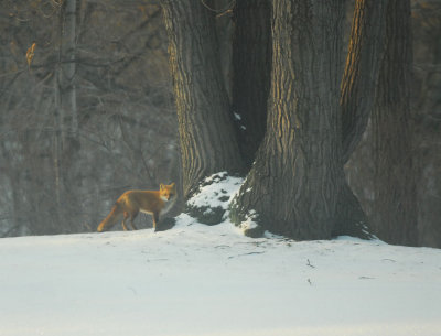 Red Fox--Lakeview Cemetery.jpg