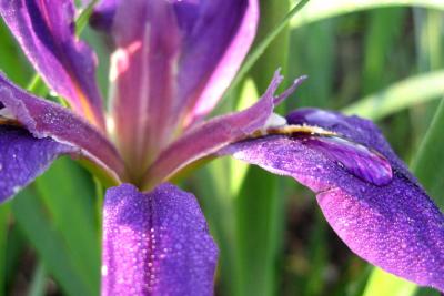 Angeli's Garden - click for more pictures.