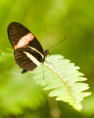 Butterfly Garden -Indianapolis 2006