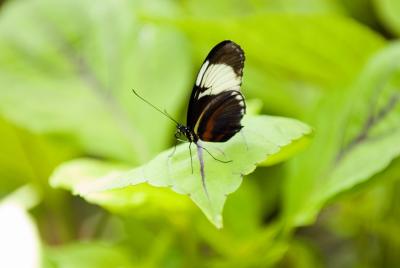 Butterfly Garden -Indianapolis 2006