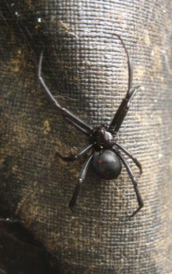 Black Widow Spider