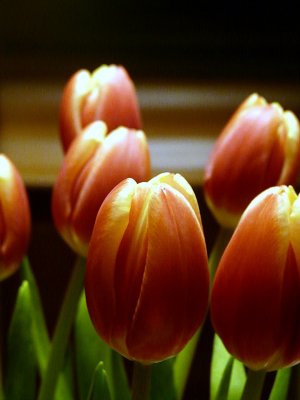 Tulpen ~ March 19th
