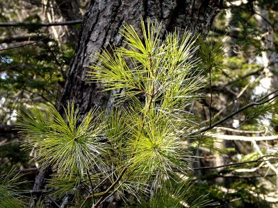 Pine Needles ~ March 29th