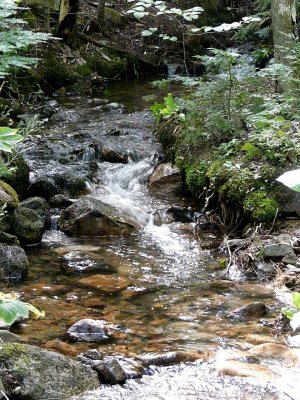 Busy Brook ~ September 26th