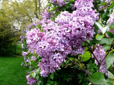 Lilacs ~ April 26th