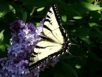 Swallowtail ~ April 29th