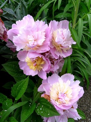 Peonies  ~ May 29th