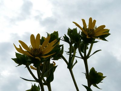 Scrubby Butterweed ~ August 5th