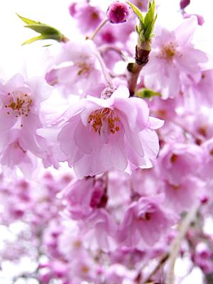 April 27th ~ Cherry Blossom