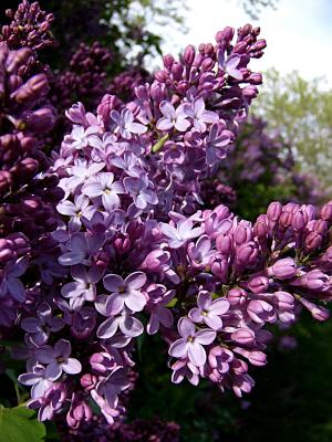 May 7th ~ lilacs