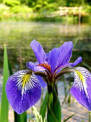 Purple Iris ~ June 24th