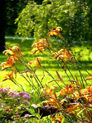Tiger Lilies ~ July 8th