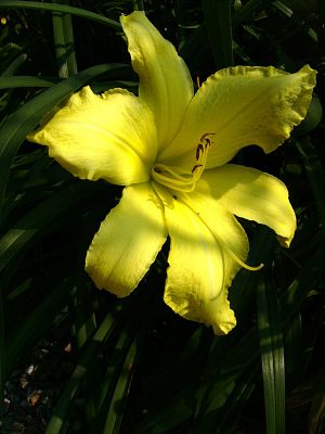 Shaded Lily ~ July 17th