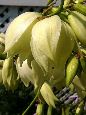 burgeoning blossoms ~ July 19th