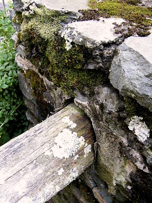 Old with Mold Fence ~ July 20th