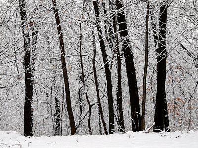 Winter Woods ~ January 17th
