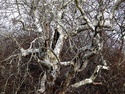 Ye Olde Chestnut Tree ~ January 19th