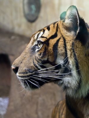 Tiger (apr11)