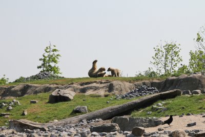 Polar bears Vicks & mum (apr11)