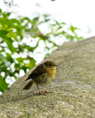 baby robin