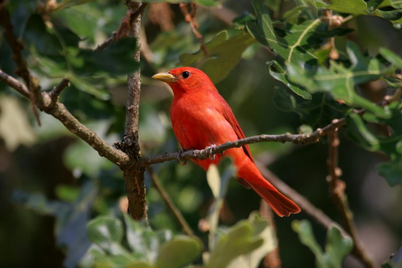 Summer Tanager