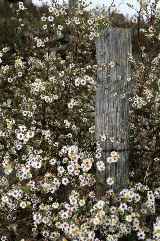 Surrounded by asters