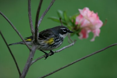 Yellow-rumped Warbler