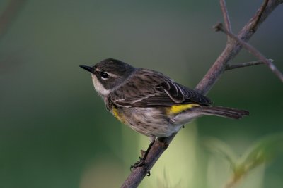 Yellow-rumped Warbler