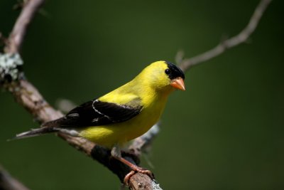 American Goldfinch