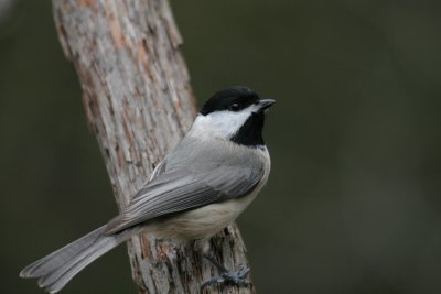 Carolina Chickadee