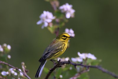 Prairie Warbler