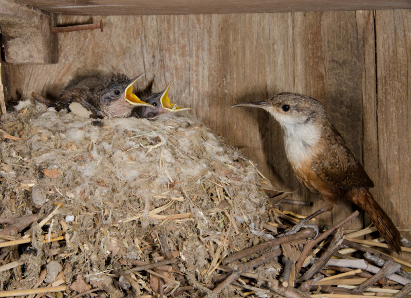 Chap. 11-25, Canyon wren