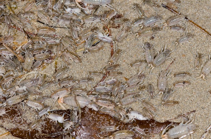 beach-hoppers-8.jpg
