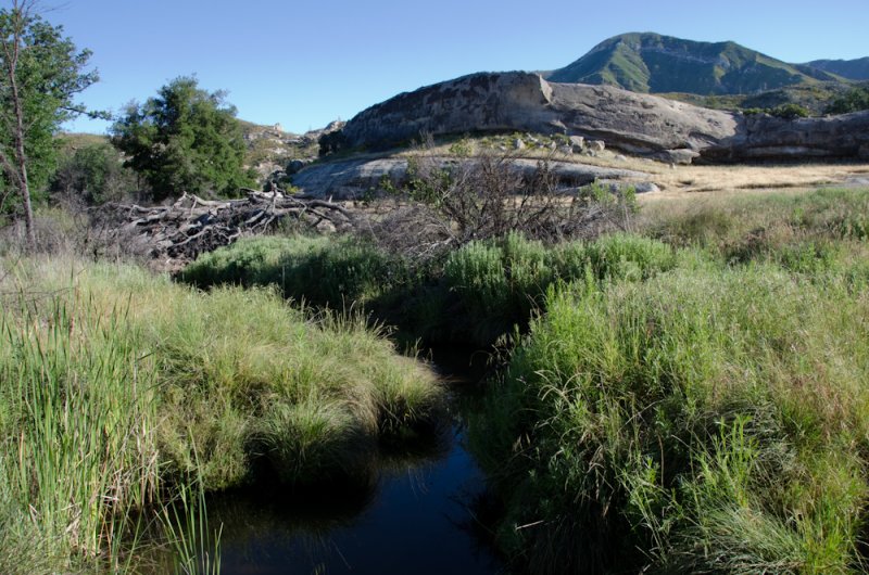 Pond-Turtle-Habitat-1.jpg