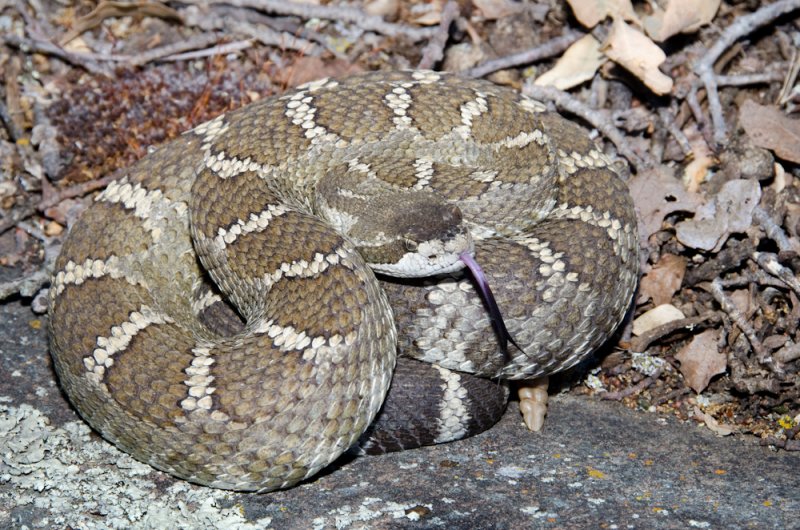 Western-Rattlesnake-1.jpg