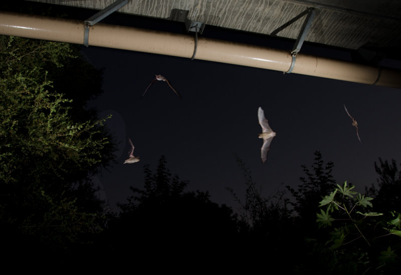 Chap. 11-34, Bats emerging from roost