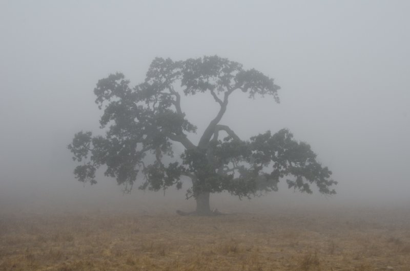 Chap. 1-37, Valley Oak in Fog