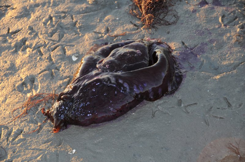 Sea Hare-2 .jpg