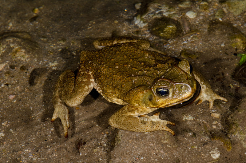 Cane Toad.jpg