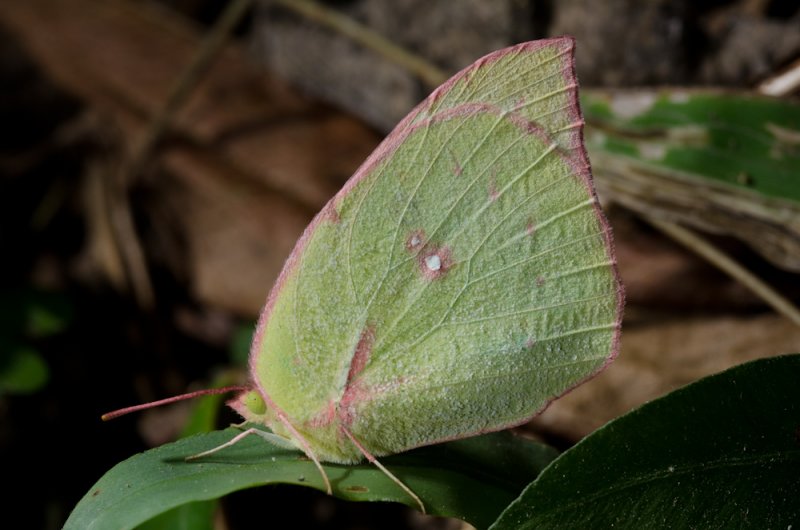 Sleeping Sulfur Butterfly.jpg