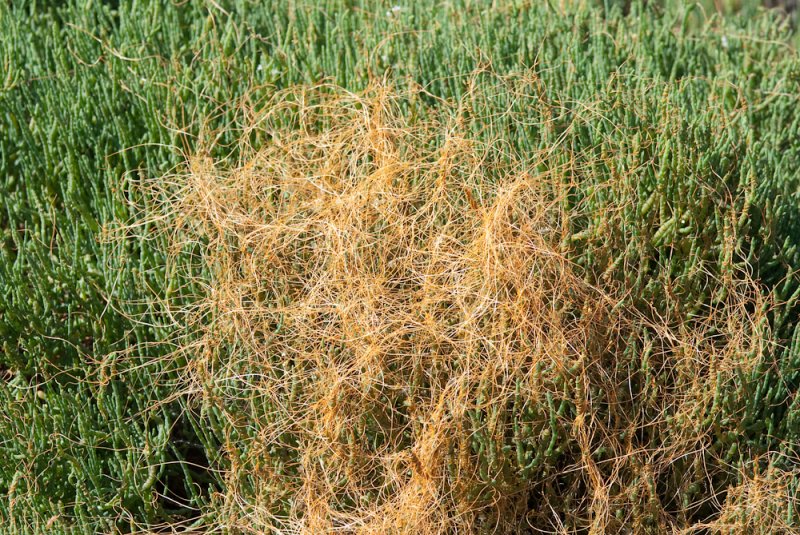 Chap. 5-6, Dodder-2.jpg