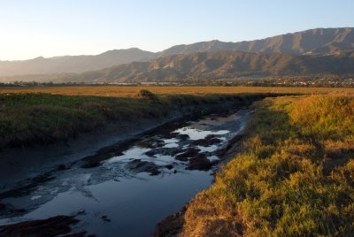 Carp. Salt Marsh.jpg