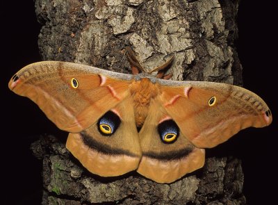 Polyphemus Moth-1.jpg